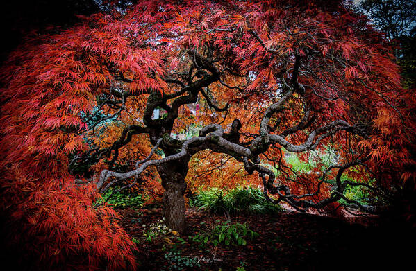 Japanese Art Print featuring the photograph Japanese Maple by Vicki Walsh