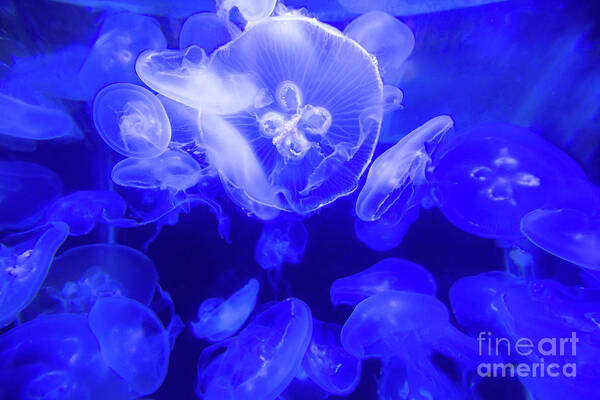 Jelly Art Print featuring the photograph Jellyfish in the Water by Beachtown Views