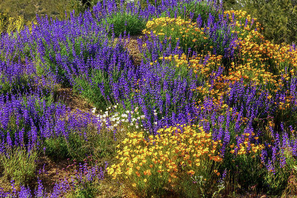 Arizona Art Print featuring the photograph Jewels of the Desert by Rick Furmanek