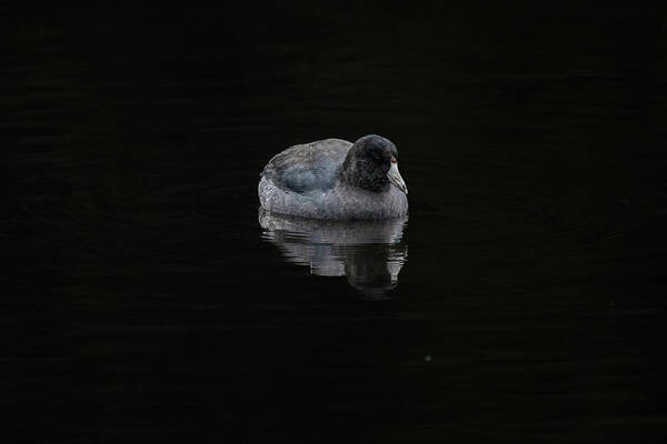 Mudhen Art Print featuring the photograph Just a Coot by Jerry Cahill