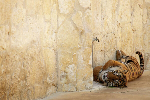 Tiger Art Print featuring the photograph Just Chillin' by Melissa Southern