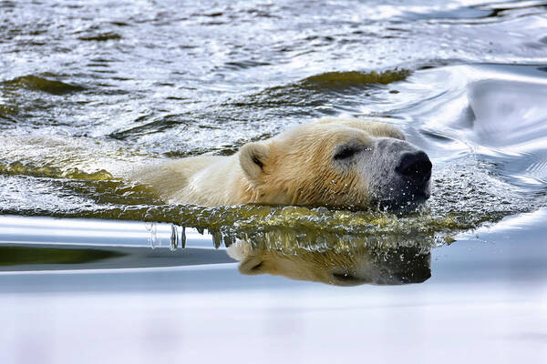 Polar Bear Art Print featuring the photograph Just Swimmin' by Kuni Photography