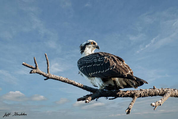 Animal Art Print featuring the photograph Juvenile Osprey Perched in a Tree by Jeff Goulden