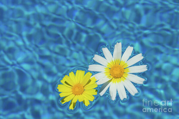 Daisies Art Print featuring the photograph Keep your sunny days by the pool by Adriana Mueller