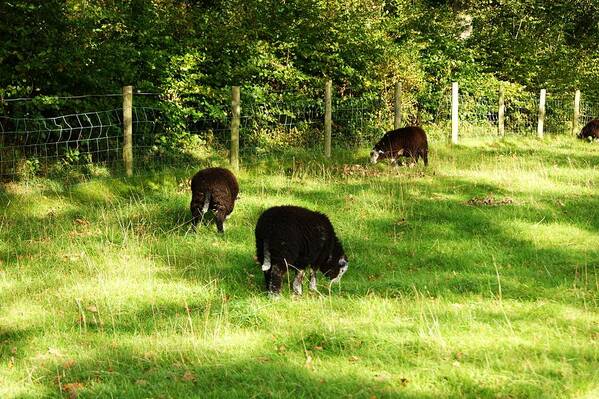 Sheep. Lambs. Grazing. Field. Nature. Landscape. Keswick. Cumbria. Flock. Trees. Grass. Farming. Sunlight. Shadows. England. Uk. Great Britain. Fence. Outdoors. Dewentwater. Lake District Art Print featuring the photograph Keswick. Black Sheep Grazing by Lachlan Main