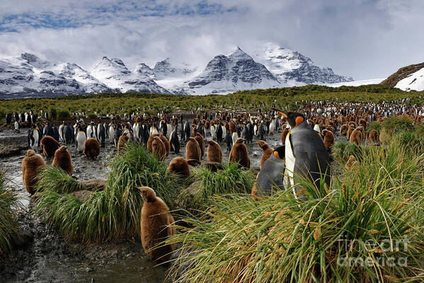 South Georgia Art Print featuring the photograph King Penguins and Glaciated Mountains on South Georgia Island by Tom Schwabel