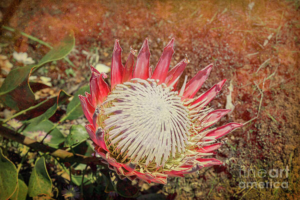 Floral Art Print featuring the photograph King Protea #2 by Elaine Teague