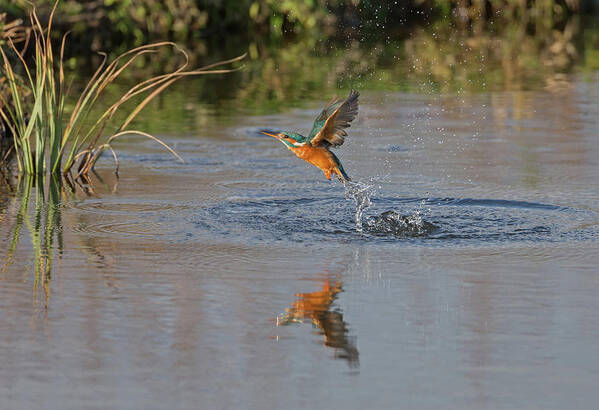 Kingfisher Art Print featuring the photograph Kingfisher Fishing by Pete Walkden
