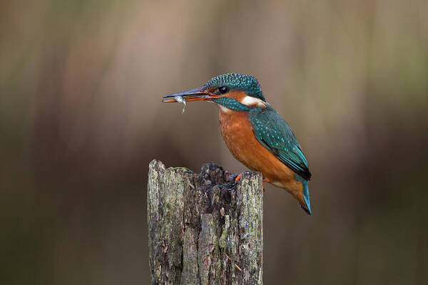Kingfisher Art Print featuring the photograph Kingfisher With Fish by Pete Walkden