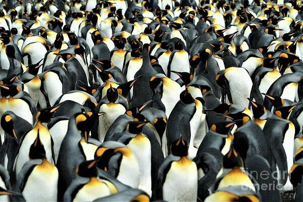 Penguins Art Print featuring the photograph Kings of the Falklands by Darcy Dietrich