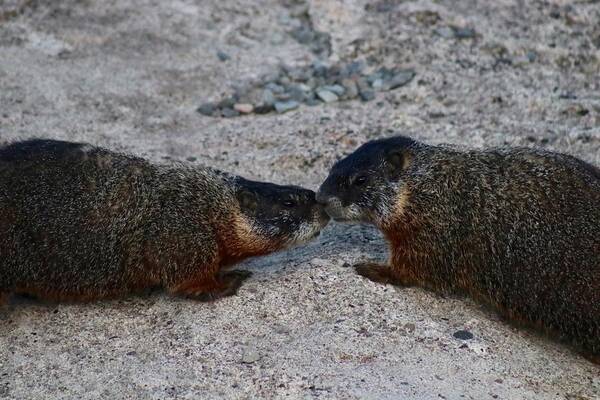 Marmot Art Print featuring the photograph Kissin' Marmots by Yvonne M Smith