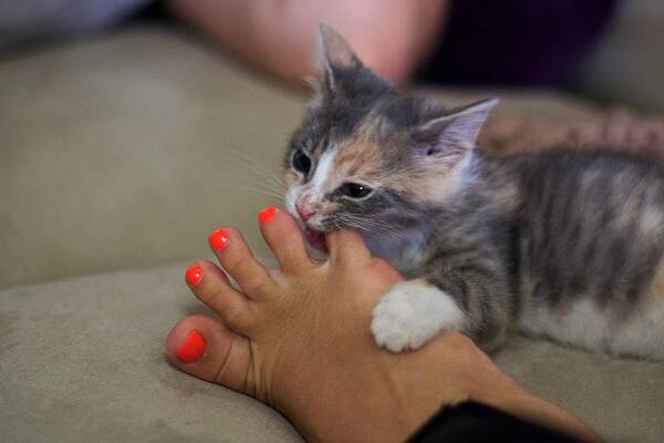 Pets Art Print featuring the photograph Kitten nibbling on orange painted toenails by C. Chase Taylor