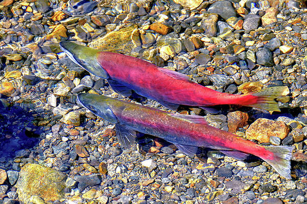David Lawson Photography Art Print featuring the photograph Kokanee Salmon At Taylor Creek by David Lawson