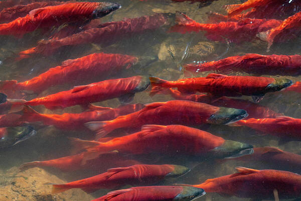 Salmon Art Print featuring the photograph Kokanee Salmon Spawning by Wesley Aston