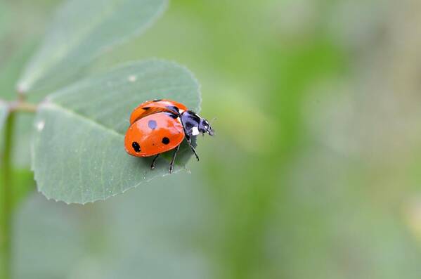 Lady Bug Art Print featuring the photograph Lady Bug 2 by Amy Fose