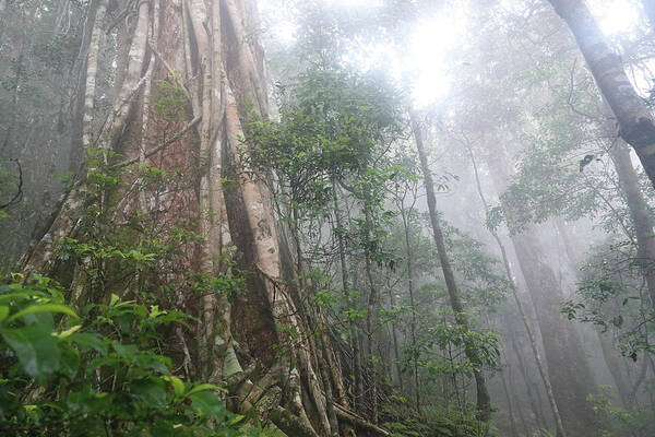 Rain Forest Art Print featuring the photograph Lamington Rainforest by Maryse Jansen