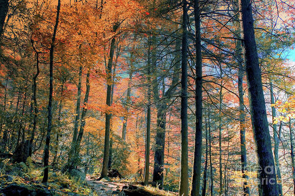 Nature Art Print featuring the photograph Landscape_Smokey Mountains National Park_IMGL9357 by Randy Matthews
