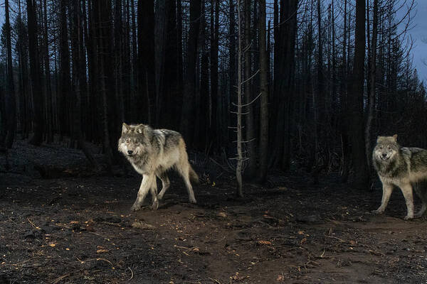 Wolves Art Print featuring the photograph Lassen Pack Wolves by Randy Robbins