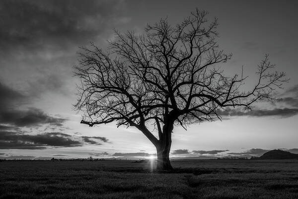 Tree Art Print featuring the photograph Last Light by Catherine Avilez