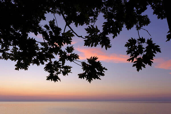 Lake Michigan Art Print featuring the photograph Last of the Leaves at Lake Michigan by Mary Lee Dereske