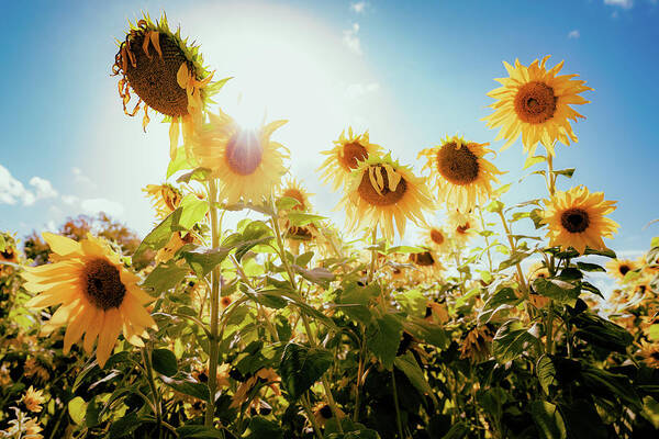 Sunflowers Art Print featuring the photograph Laughter of Sunflowers by Ada Weyland