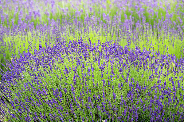 Jenny Rainbow Fine Art Photography Art Print featuring the photograph Lavender Field 1 by Jenny Rainbow