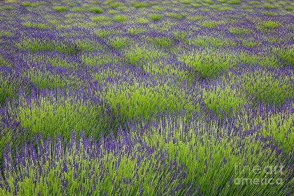 Photography Art Print featuring the photograph Lavender Fields Forever by Erin Marie Davis
