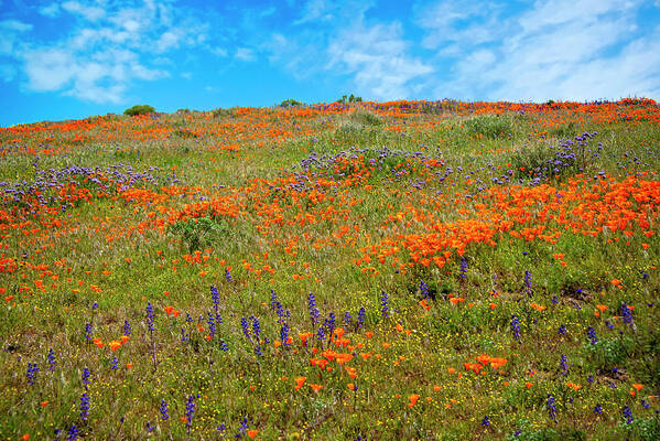 Superbloom Art Print featuring the photograph Layers of Loveliness - Superbloom 2019 by Lynn Bauer