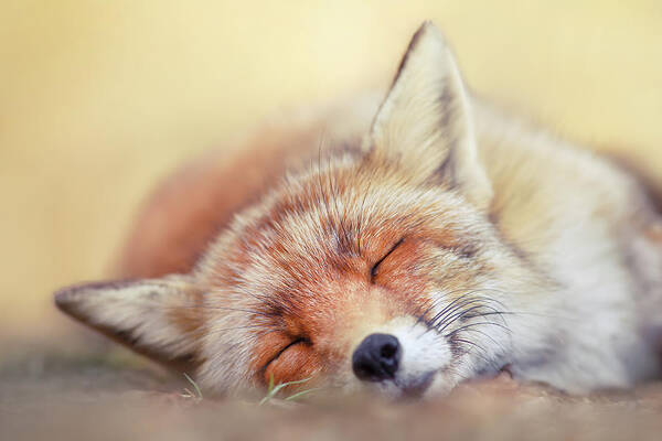 Red Fox Art Print featuring the photograph Lazy Fox Series - Sleepiest Fox by Roeselien Raimond