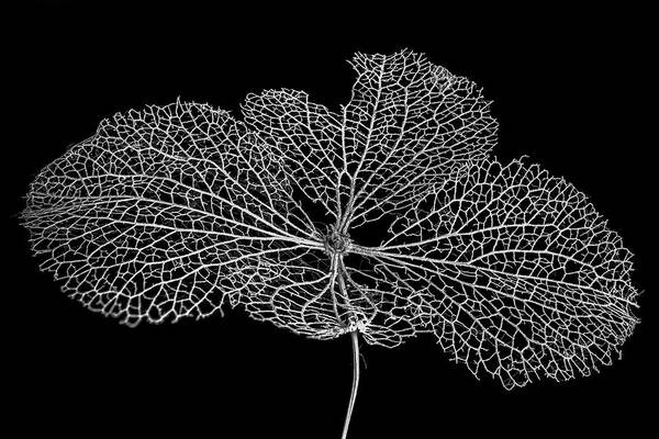 Leaf Art Print featuring the photograph Leaf Skeleton 1 by Nigel R Bell