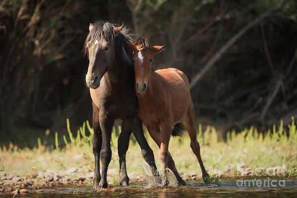 Salt River Wild Horses Art Print featuring the photograph Lean On Me by Shannon Hastings