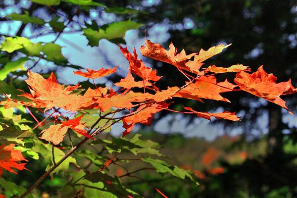 Autumn Fall Colours Colors Trees Red Yellow Orange Seasons Relax Church Tower Bear River Nova Scotia Canada Art Print featuring the photograph Leaves Fall by David Matthews