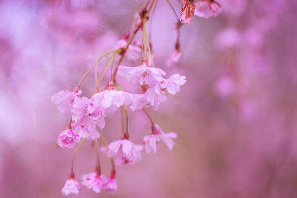 Cherry Blossoms Art Print featuring the photograph Leftovers of spring by Kunal Mehra