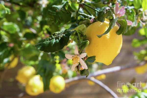 Lemon Tree Art Print featuring the photograph Lemon blossoms and lovely lemon in the Mediterranean garden by Adriana Mueller