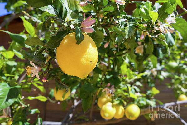 Lemon Tree Art Print featuring the photograph Blooming lemon tree in the Mediterranean garden by Adriana Mueller