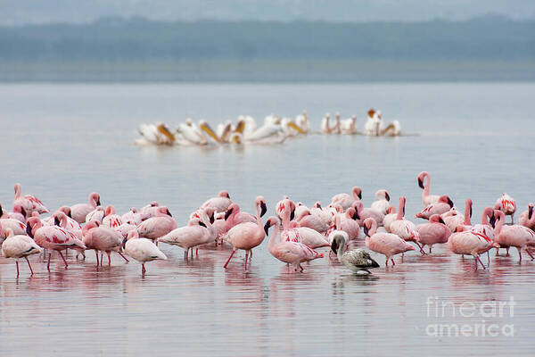 Animal Art Print featuring the photograph Pink Flamingos Plus One by Chris Scroggins