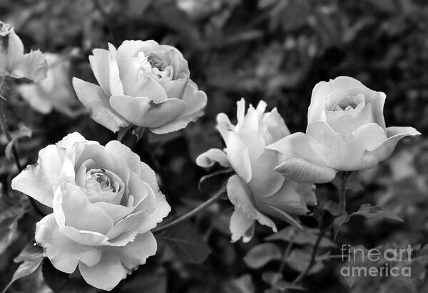 Nature Art Print featuring the photograph Let me take you to Fields of Roses 002 BNW by Leonida Arte