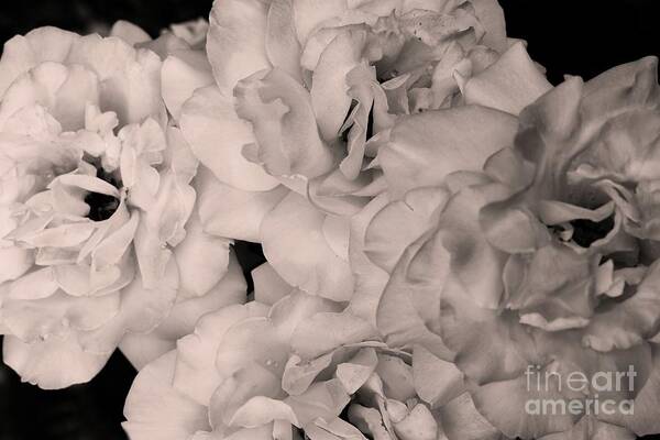 Fine Art Art Print featuring the photograph Let me take you to Fields of Roses 007 BNW by Leonida Arte