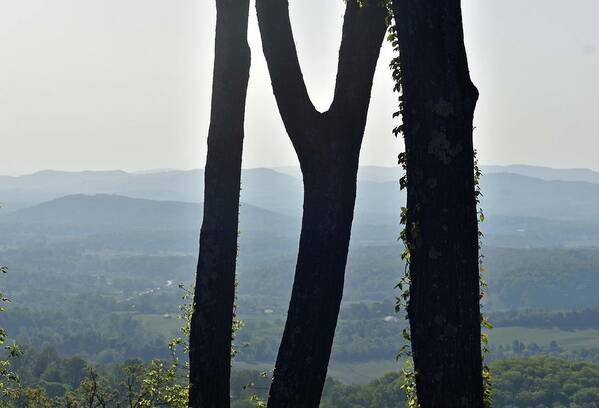 Trees Art Print featuring the photograph Letter M Made with Tree Trunks with Mountain View by Roberta Byram