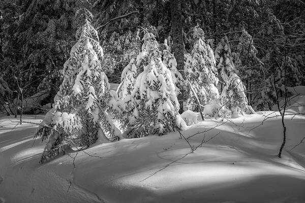 New Hampshire Art Print featuring the photograph Light In The Winter Wood by Jeff Sinon