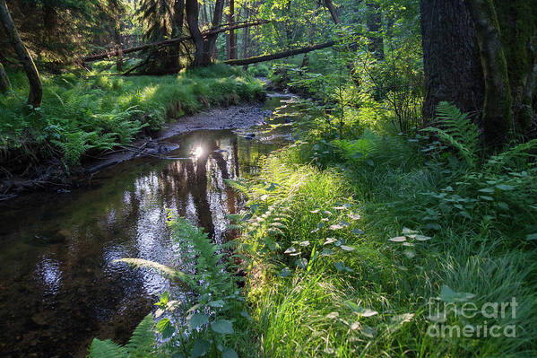 Forest Art Print featuring the photograph Relaxing ambience on the river bank by Adriana Mueller