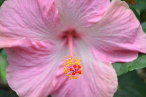 Flower Art Print featuring the photograph Light Pink Hibiscus 3 by Amy Fose
