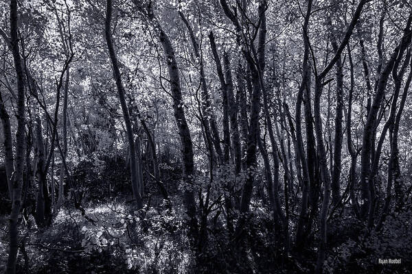 Black And White Art Print featuring the photograph Light Through the Leaves by Ryan Huebel