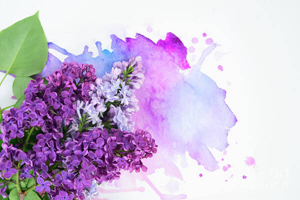 Lilac Art Print featuring the photograph Lilac flowers on watercolor by Anastasy Yarmolovich