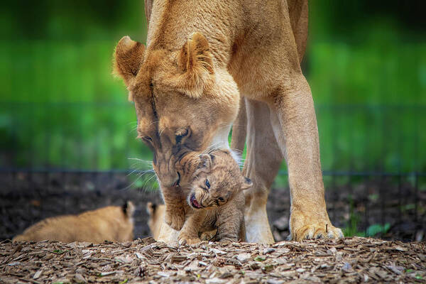 Lion Art Print featuring the photograph Lily and cub in mouth by Gareth Parkes