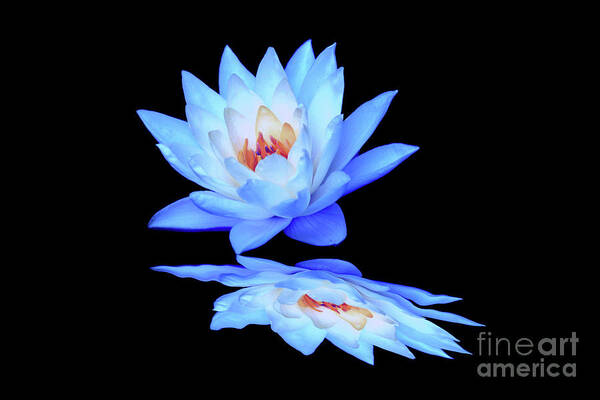 Water Lily; Water Lilies; Lily; Lilies; Flowers; Flower; Floral; Flora; Blue; Blue Water Lily; Blue Flowers; Black; Pink; Digital Art; Photography; Painting; Simple; Decorative; Décor; Macro; Close-up Art Print featuring the digital art LIly Blue Reflection by Tina Uihlein