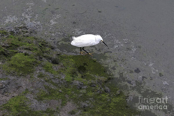 Bird Art Print featuring the photograph Little Egret on the Shore by Katherine Erickson
