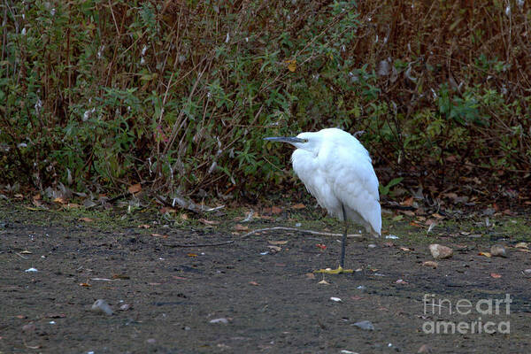 Nature Art Print featuring the photograph Little Egret resting by Stephen Melia