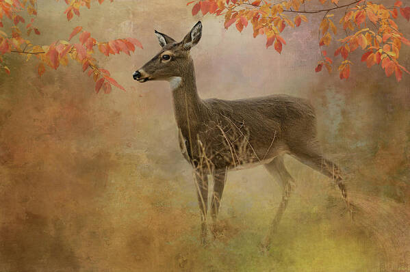 White-tail Deer Art Print featuring the photograph Little Miss White Tail by Jill Love
