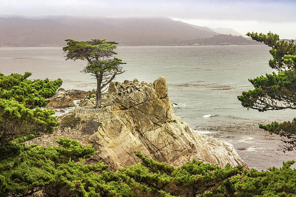 California Art Print featuring the photograph Lone Cypress by Janis Knight